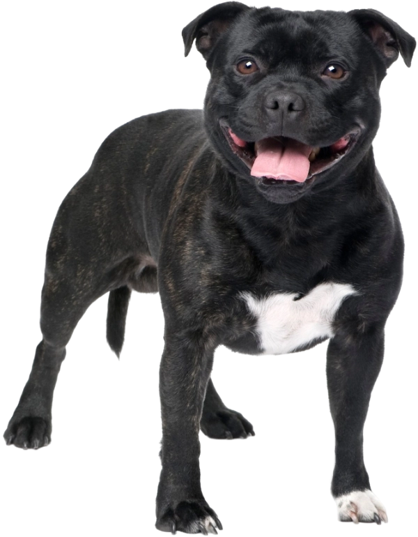 Stafforshide Bull Terrier - Allevamento Dream Dog